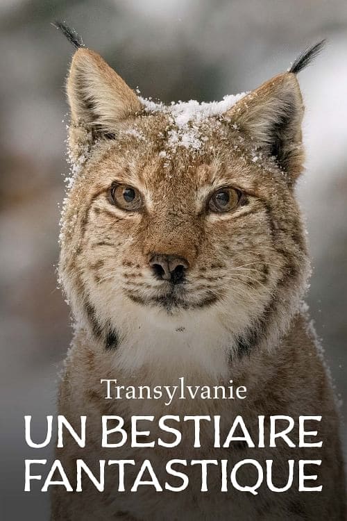 Постер Transylvanie, un bestiaire fantastique